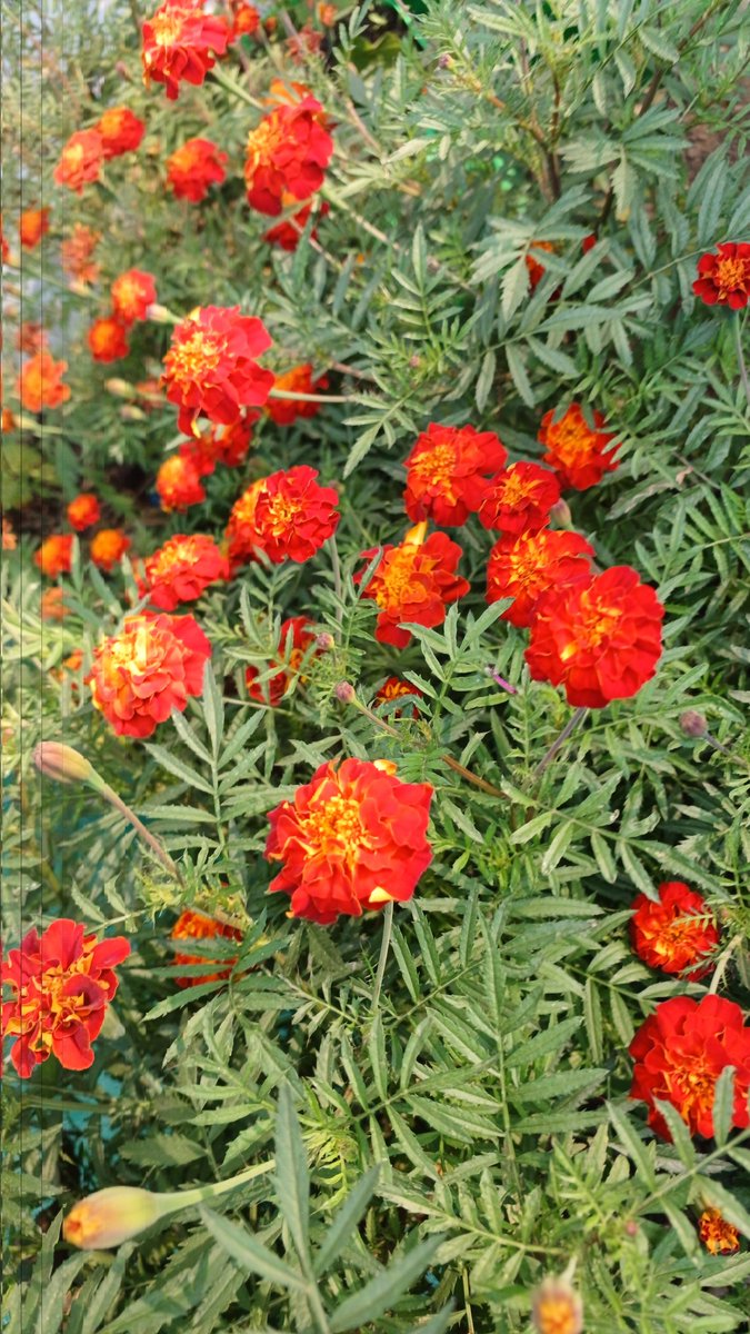 मेरे गार्डन की सुबह, फूलों की मुस्कान 🌼 और आज के दिन की मीठी शुरुआत... दिल को सुकून और आत्मा को शांति देने वाली रंग-बिरंगी सुबह। 
#सुप्रभात! ☀️🌿