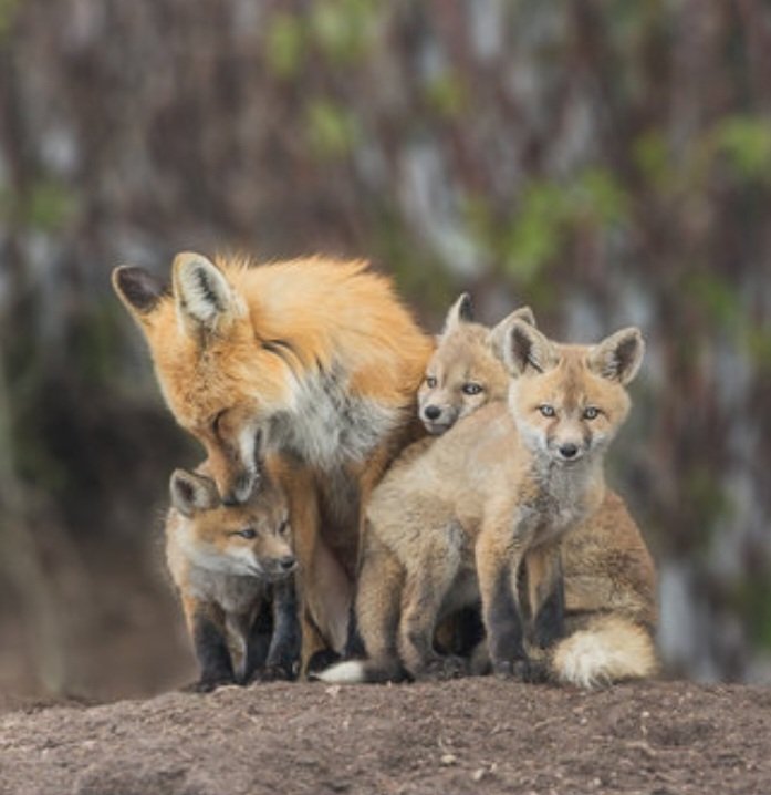 Old drawing I did, plus of course what I used to draw it, still learning as I go. I'm real proud of the coloring on the kits tho! #digitalart #foxes