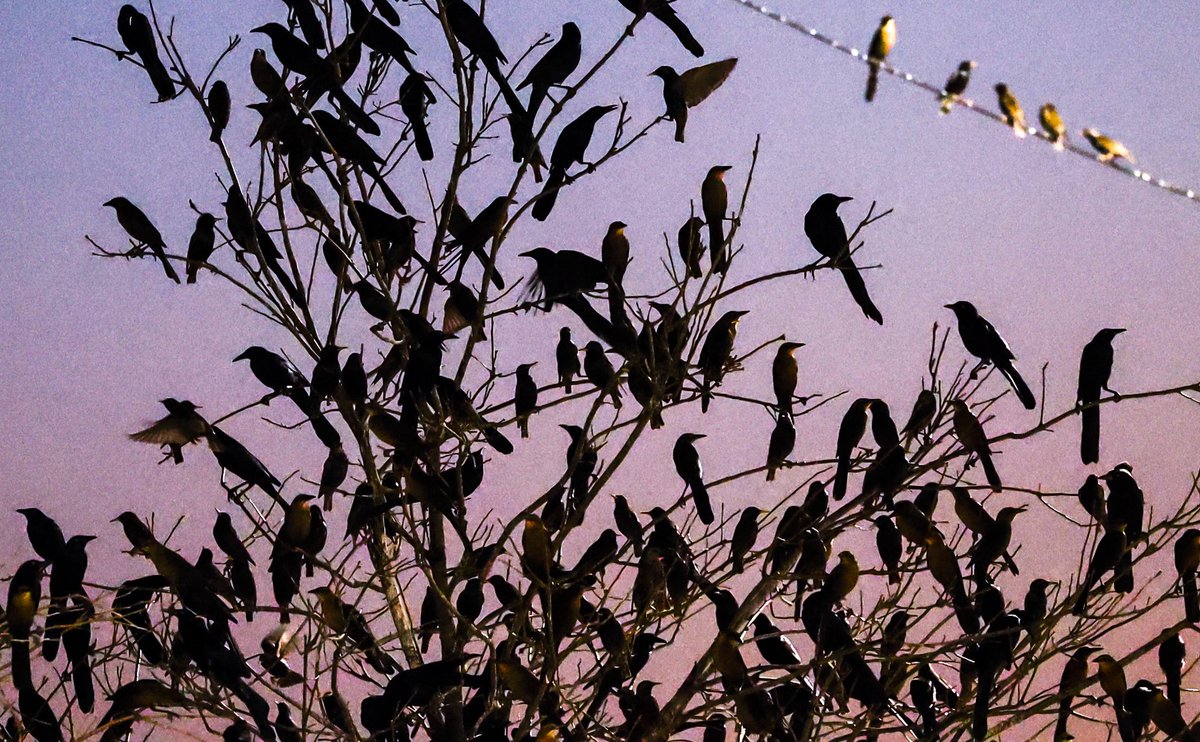 Andrew J. Whitaker tweet media