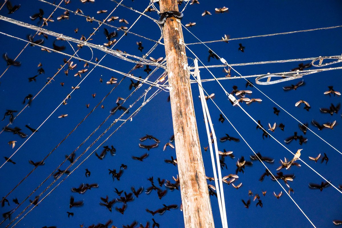 Andrew J. Whitaker tweet media