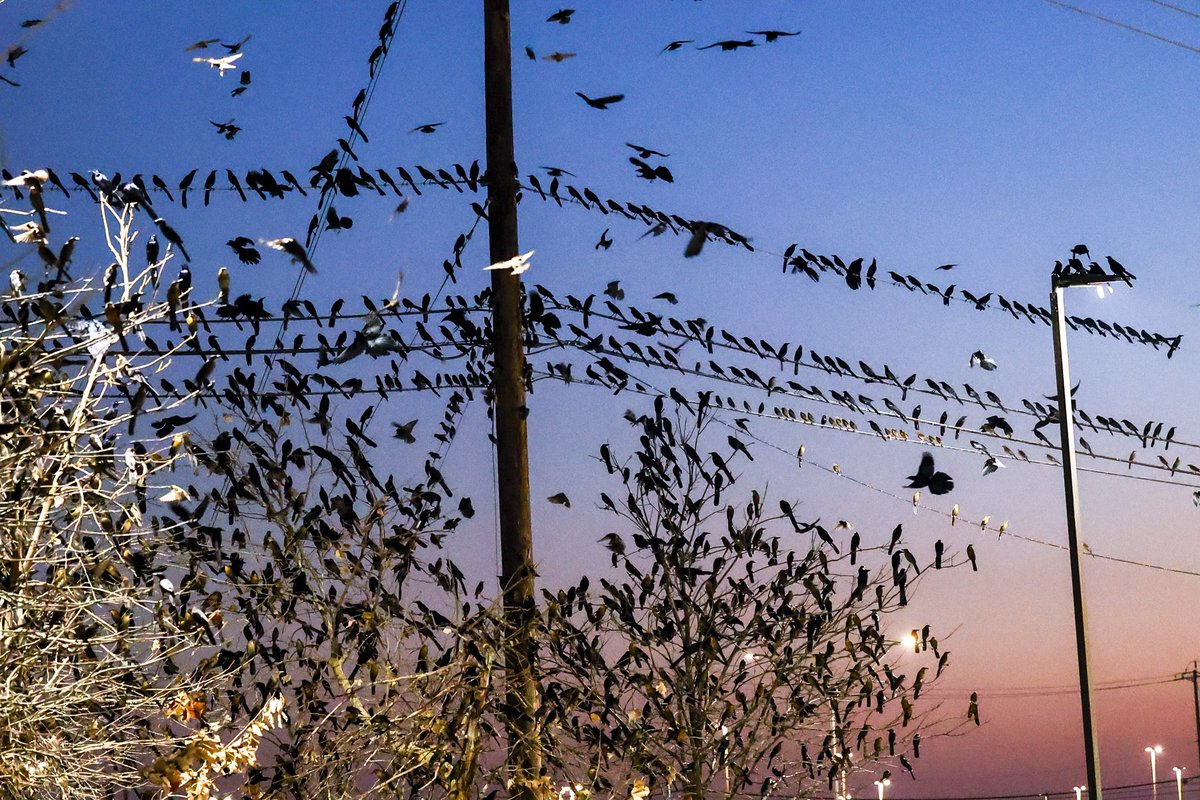 Andrew J. Whitaker tweet media