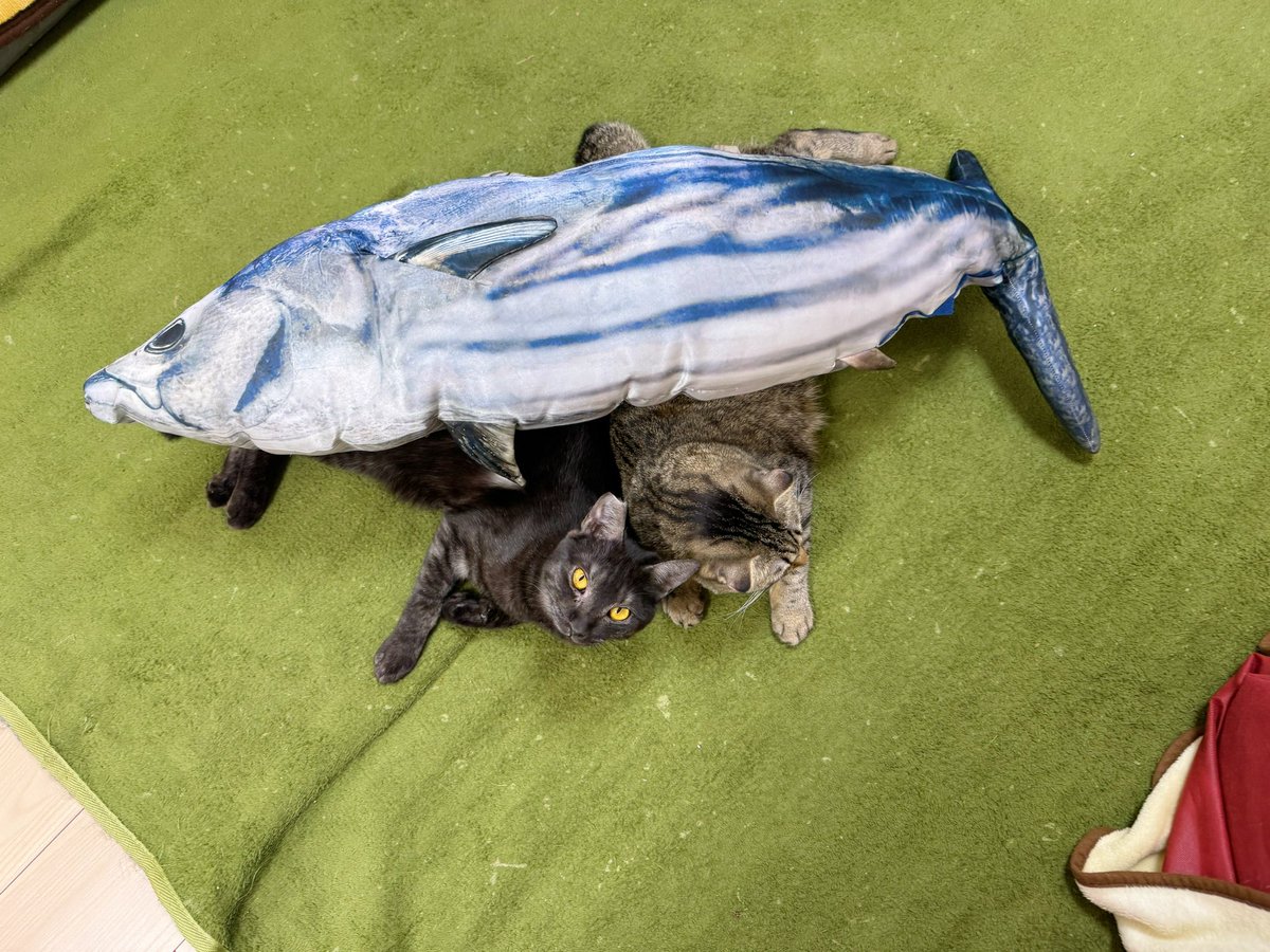 ゆっころ様

特大の「かつお」のぬいぐるみをプレゼントしてくださりありがとうございます☺️🙏

初代かつおは卒業猫ちゃんにガブガブされて、思い出たっぷりのボロボロに…😂

二代目も、たくさんの猫ちゃんに遊んでもらいますね🐾
本当にありがとうございます！