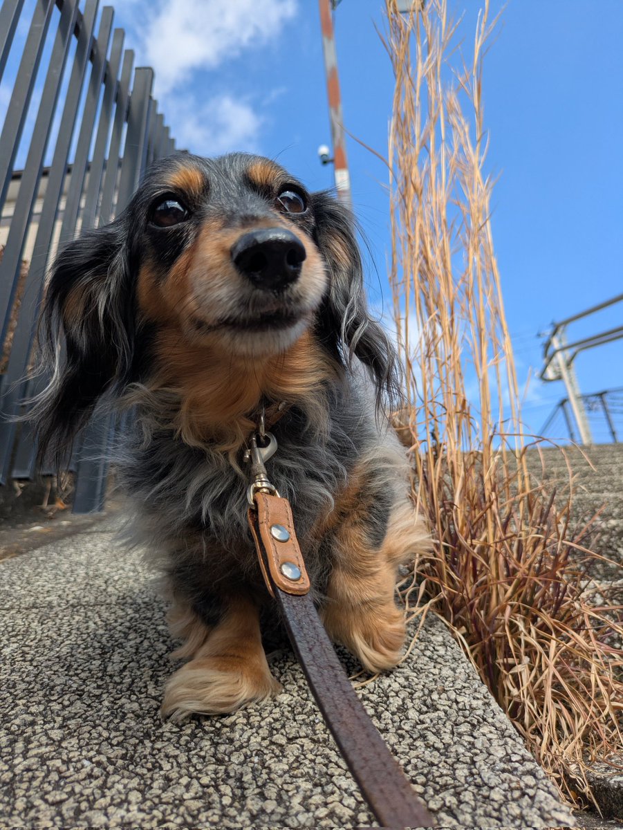 お散歩ー🐶🐾 #ダックス #犬のいる暮らし