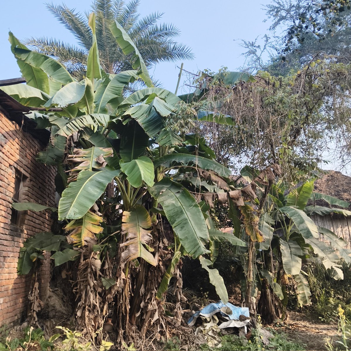 सुबह की सुंदर तस्वीर गांव