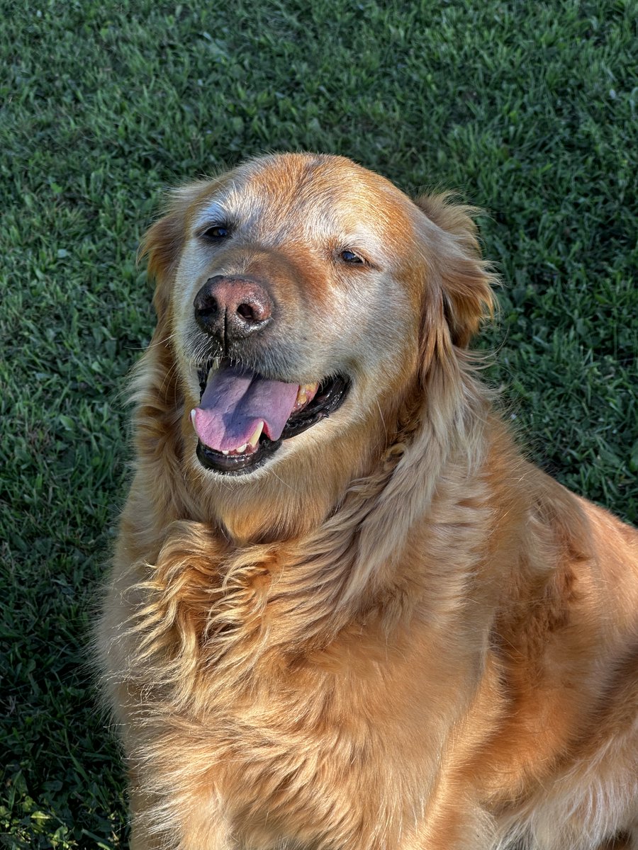 Fresh water, zero hassle. Perpetual Well’s self-filling bowl makes life easier for pets and owners with mobility challenges perpetualwell.com/shop/