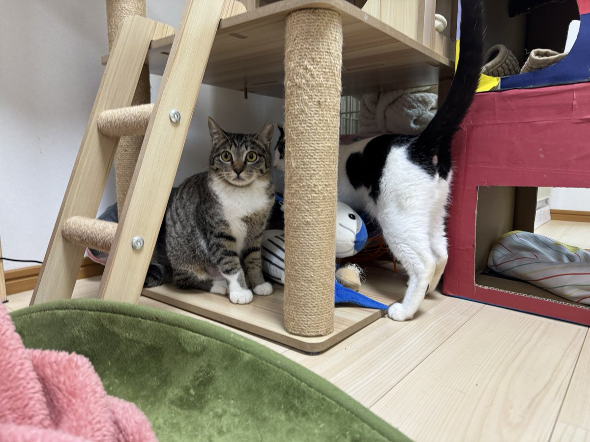 【里親さま募集中】

野球チーム3にゃん
里親さんを募集しています☺️

甘えん坊になってきて、少しずつシェルターにも慣れてきています✨

ご予約・お問い合わせ
lin.ee/G6ky2xc
によろしくお願いします🙇‍♀️