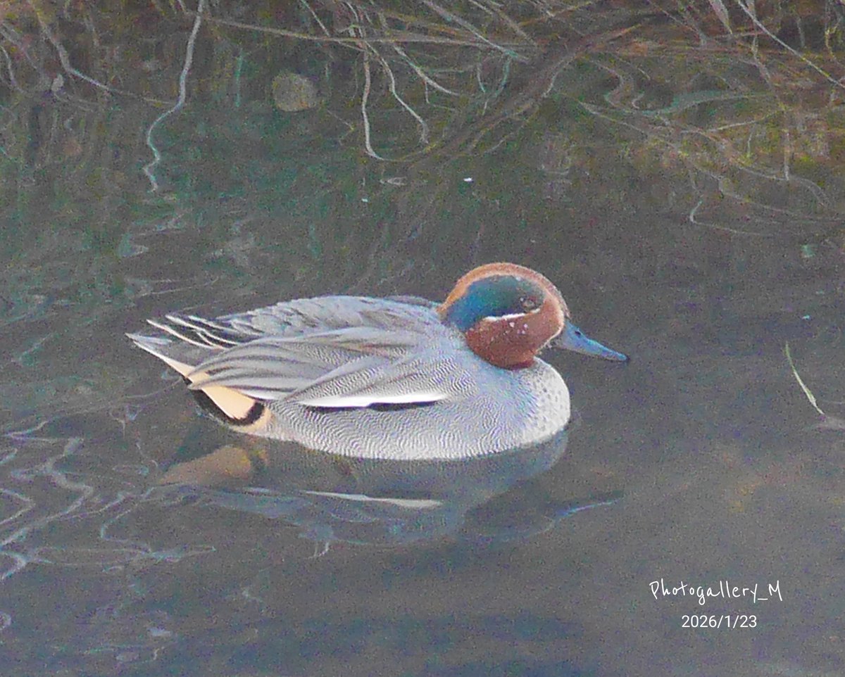 Photogallery_M's tweet photo. 🦆

#コガモ  
#写真が好き https://t.co/YvwxOin6c4