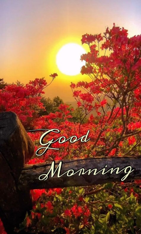Good morning X mates 🌞 
Have a good day
