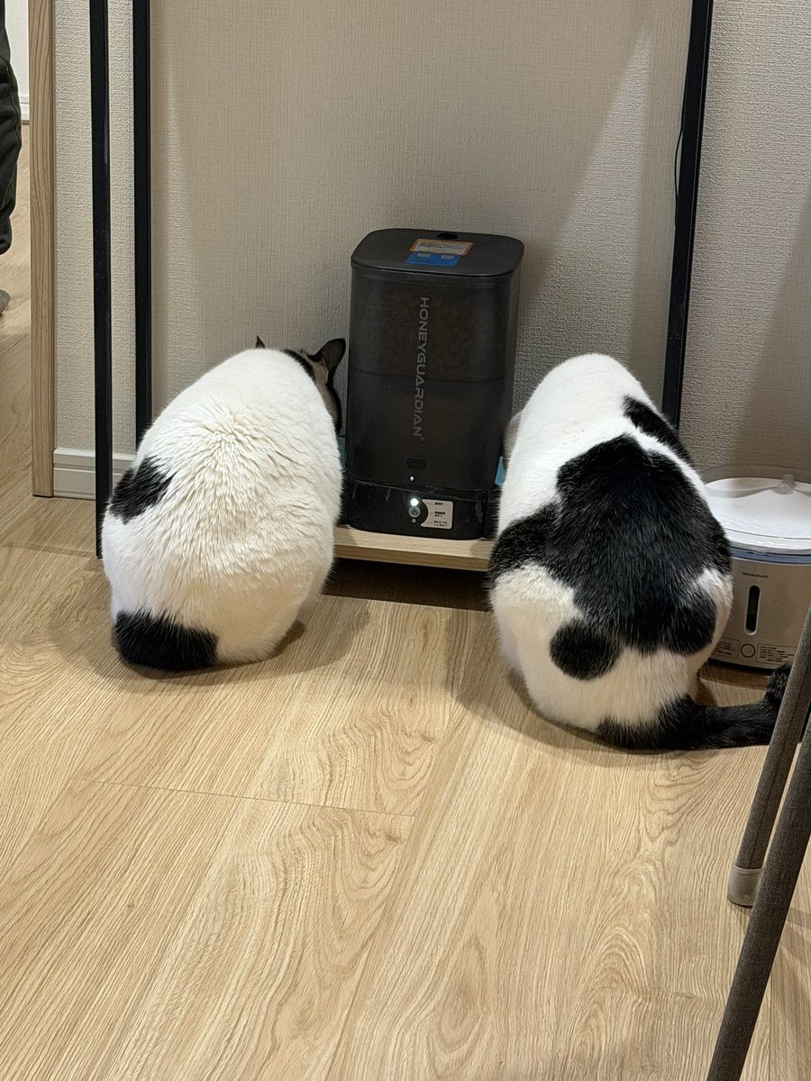 ドルネケバ 豚男 tweet media