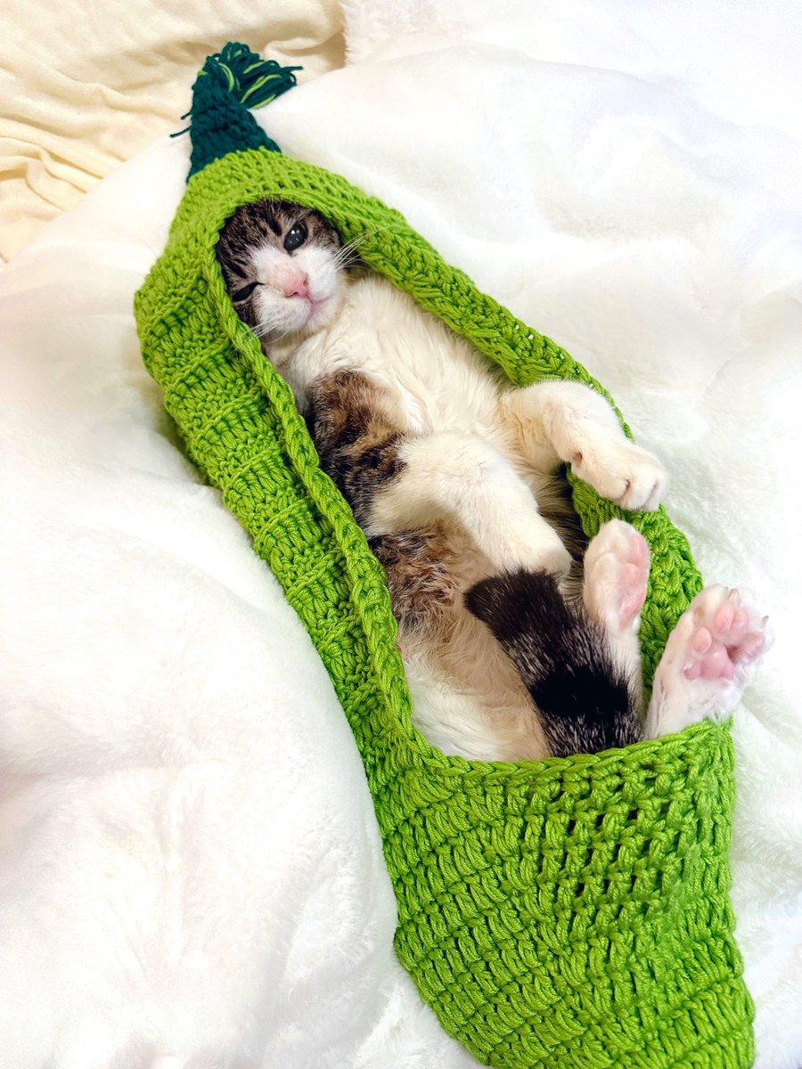 菊千代とmum (@y5_y5_san) / Posts / X