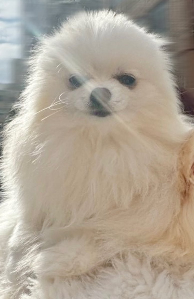 もも・なな💐ポメポメ (@pome_momonana) / Posts / X