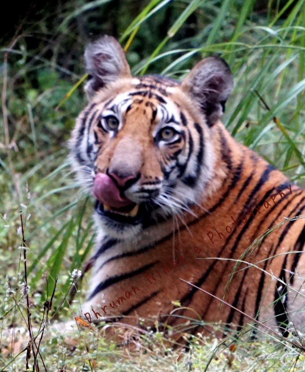 dhruman39's tweet image. "#स्वाद आ गया मनपसंद #खाना खा के।"😀😀

The #expression of #tiger was #amazing!!

@MPTourism

#bandhavgarhnationalpark
#bandhavgarh
#goodmorning
#tigerstale #TravelDiaries
#dhrumannimbalephotography