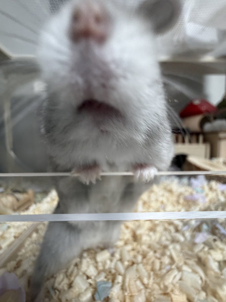 🥟두두🌱 tweet media