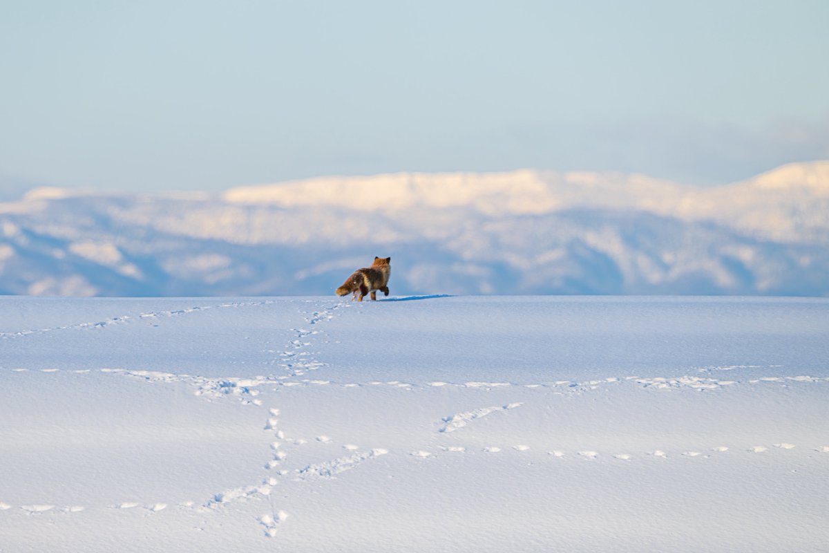 大雪原の彼方へ
#北海道 #キタキツネ #tokyocameraclub