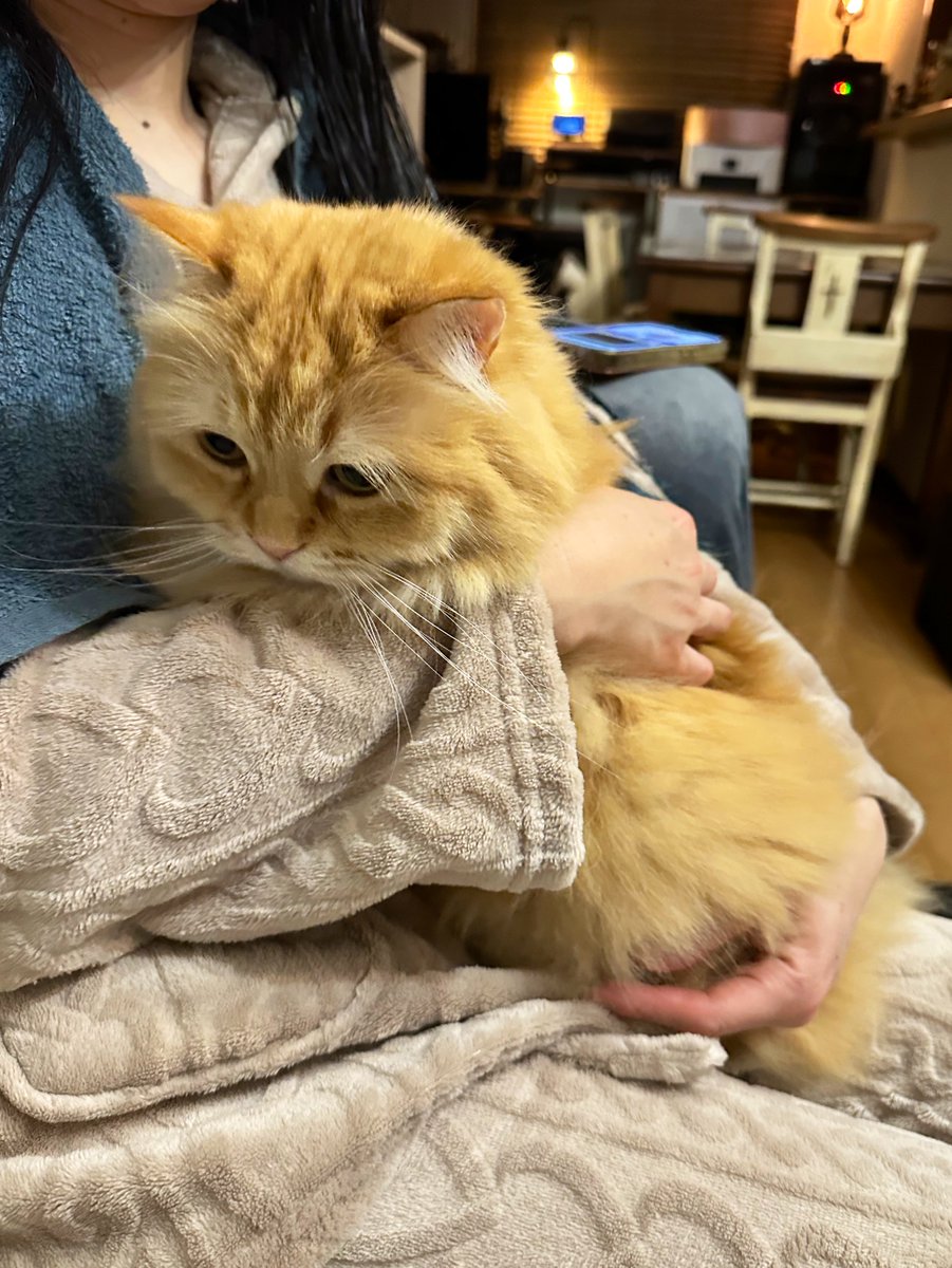 ネコランド (@NEKOLAND13) / Posts / X