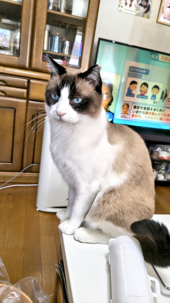 アチャ (@acha_acha04) / Posts / X