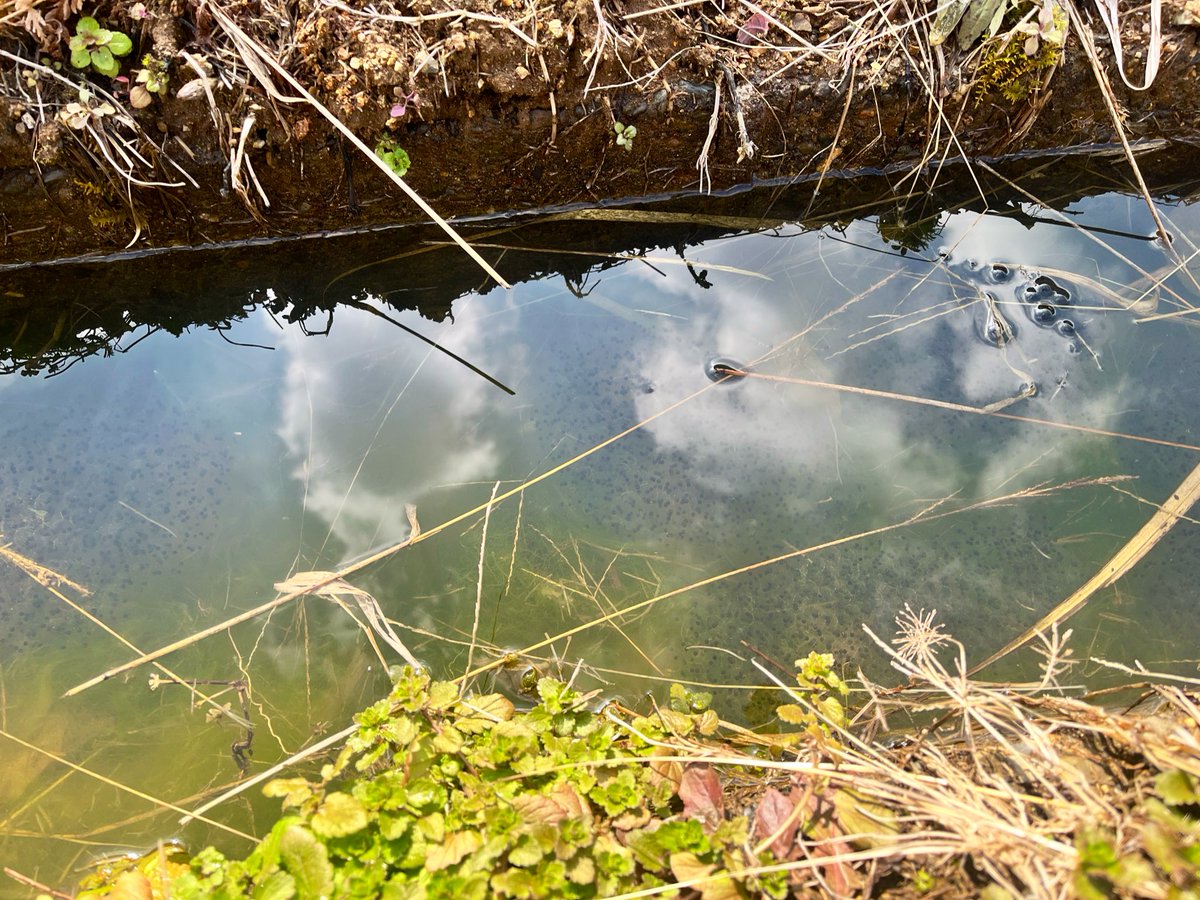 月を見に🚶‍♂️ カエルさんも月見してた… 10数匹いる笑 2026.02.22 20