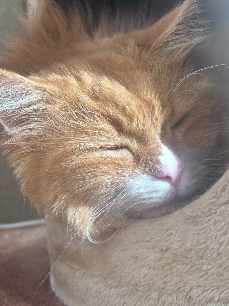 ﾓ゛ｯ\( 'ᾥ' \Ξ/ 'ᾥ' )/ﾓ゛ｯ