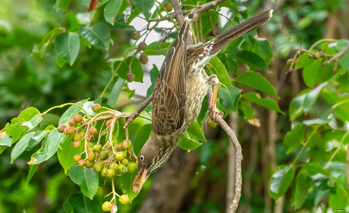 birdnestworld's tweet image. Caribbean Survival Skills: The Pearly-eyed Thrasher

Guánica, Puerto Rico
#CaribbeanBirds #birdsofinstagram #birdsoftiktok #naturevibes #birdlife #birdwatchers #birdsofafeather #birds #ornithology #BirdingAdventures #naturephotography #nature #wildlifephotography #wildlife #birds