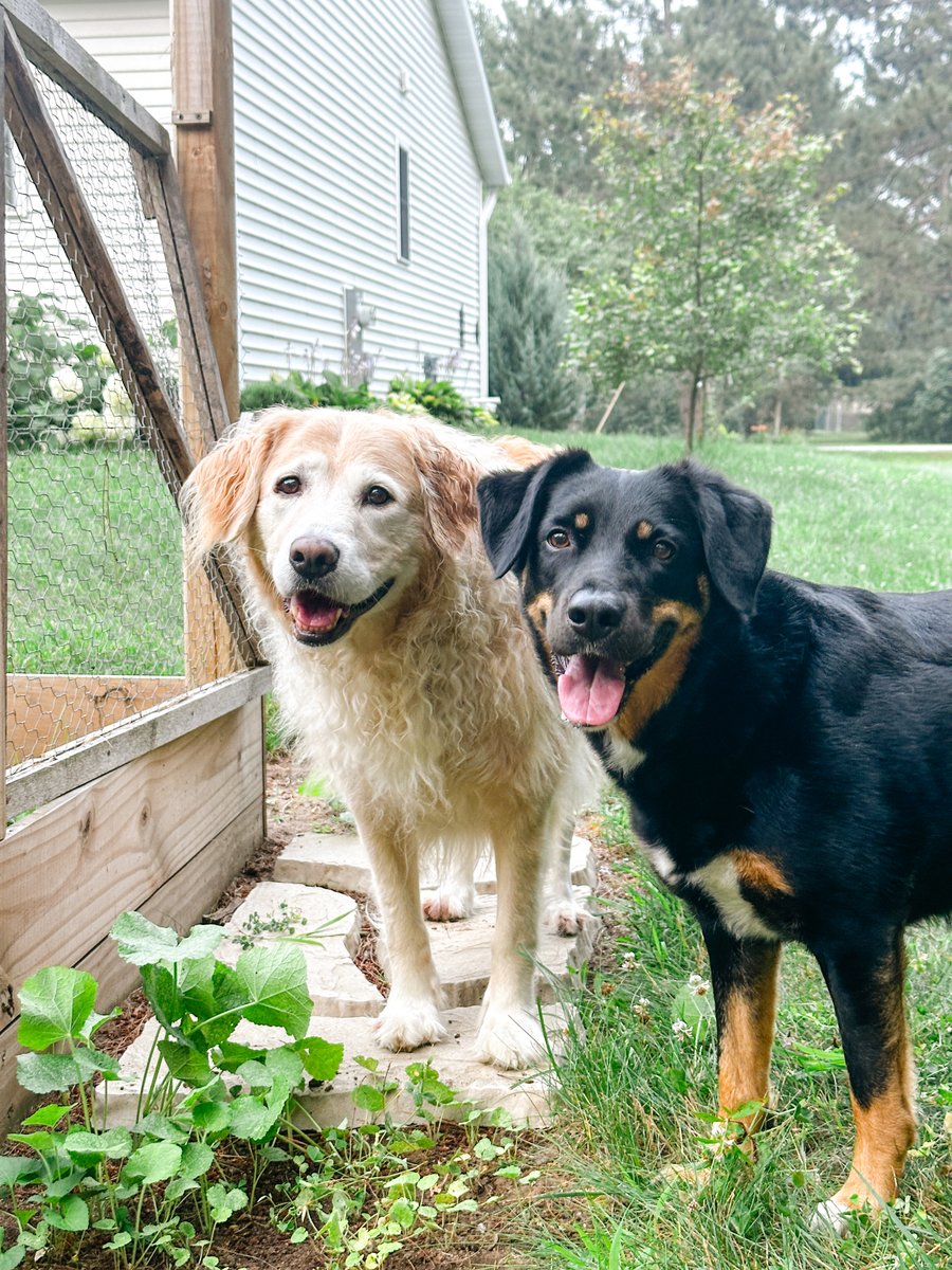 🐾 What’s the strangest thing your pet has tried to eat? perpetualwell.com/shop/
#waterbowl #petthealth #dogsarefamily