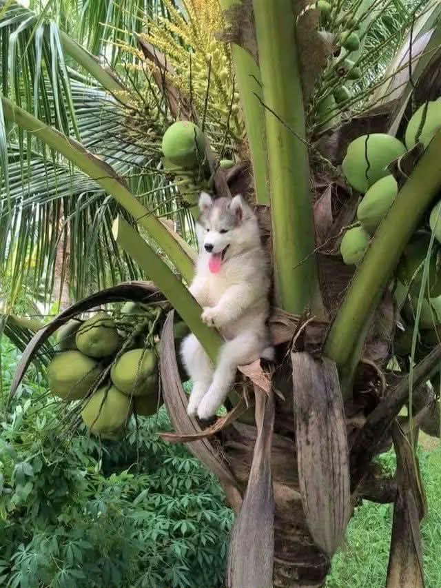 Doglover tweet media
