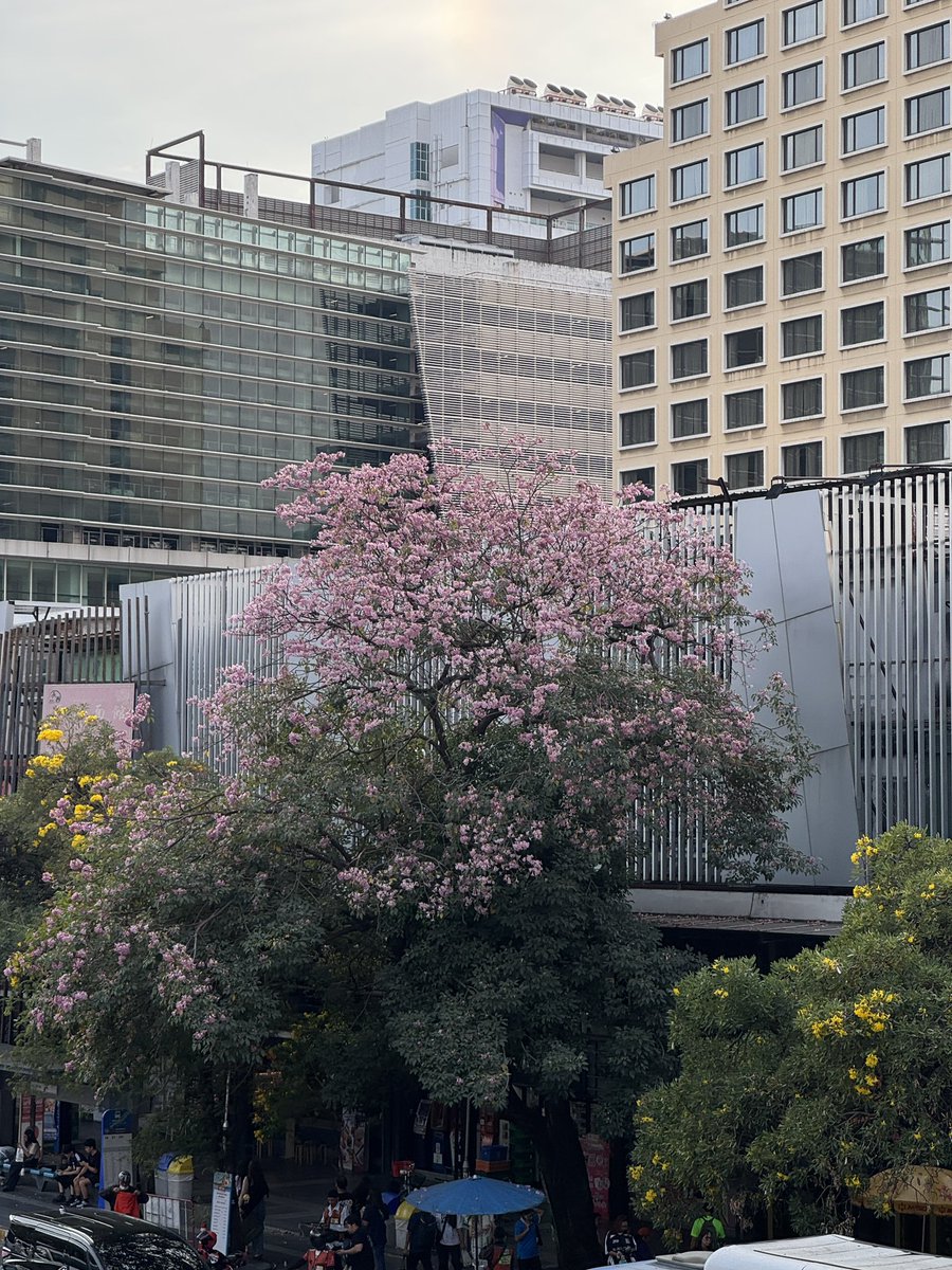 _SOYEA_h's tweet image. น่ารักๆเลยล่ะ 🥺🤲🌸