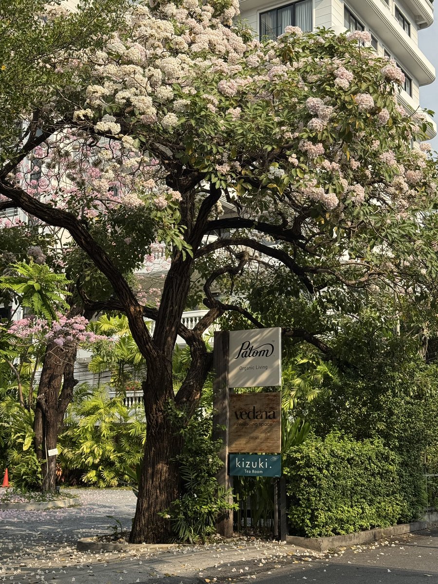 _SOYEA_h's tweet image. น่ารักๆเลยล่ะ 🥺🤲🌸