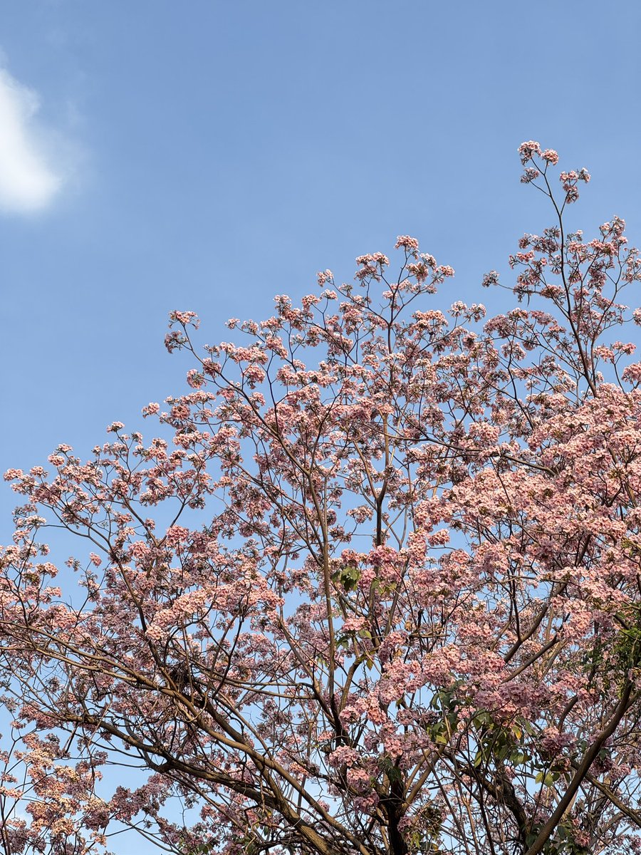 _SOYEA_h's tweet image. น่ารักๆเลยล่ะ 🥺🤲🌸