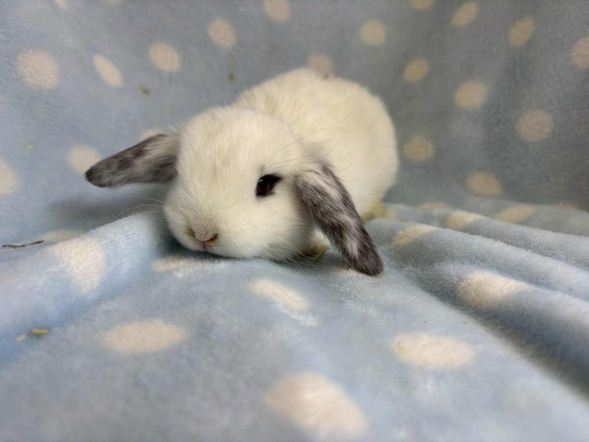 うさぎの新着③ ロップイヤーラビット ホワイト×オレンジ×黒