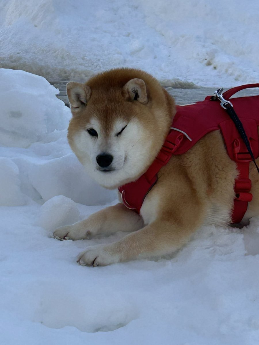 ❄︎赤柴いち❄︎ tweet media