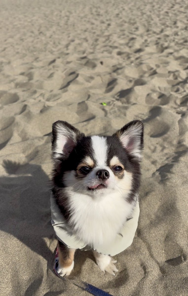 もちもち肉団子ちゃん（悟