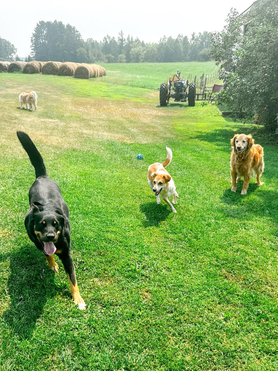Endless thirst, endless refills. 🐾💦 The Perpetual Well keeps the water flowing, no matter how many pets you’ve got! perpetualwell.com/shop/

#dogs #waterbowl #dogmeme