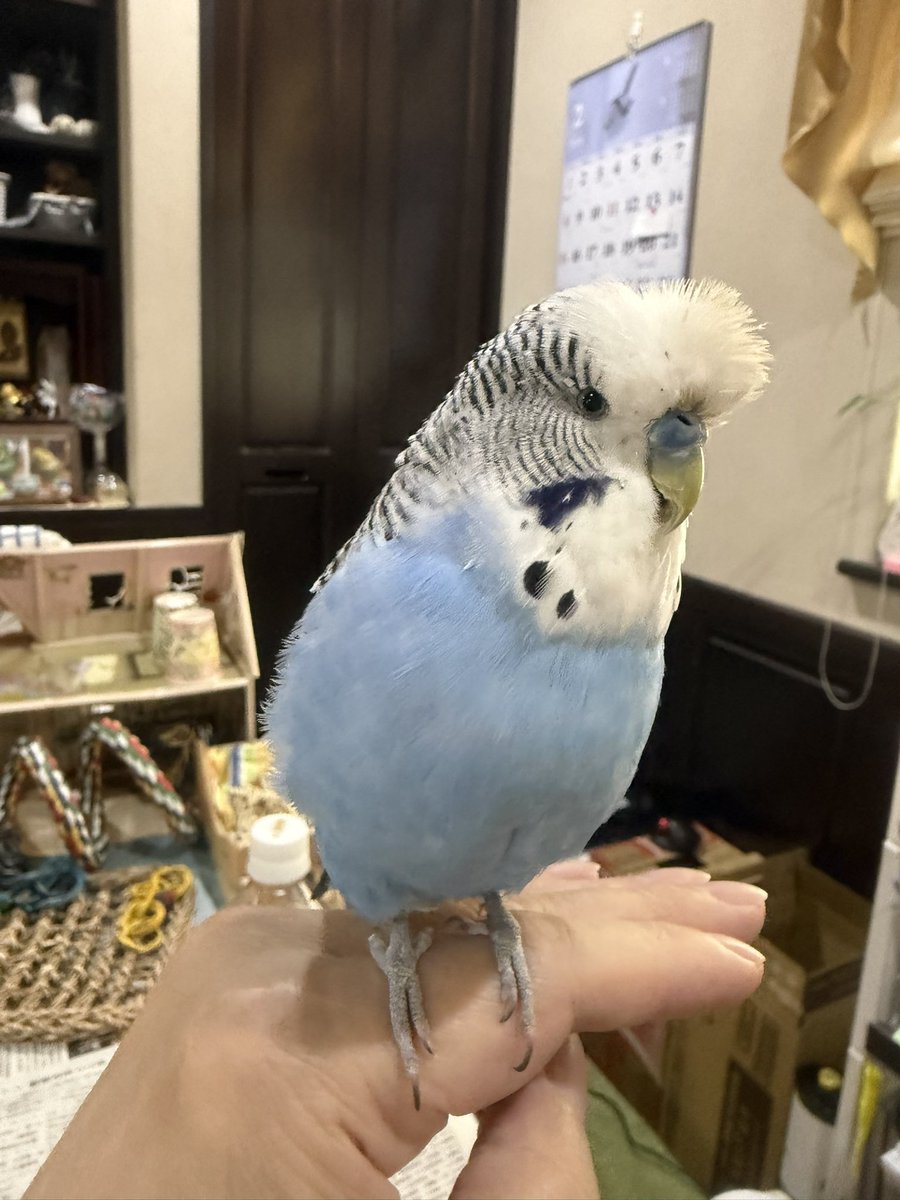 fuyuki565's tweet photo. こ���にちは😃
飼い主に甘えてボフボフ、コロコロ言ってかわいい😍
#セキセイインコ https://t.co/RdL3YnSLBr