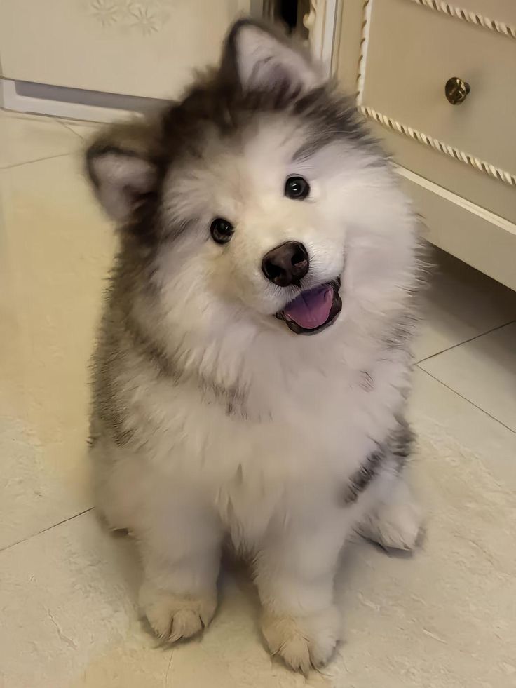 Doglover tweet media
