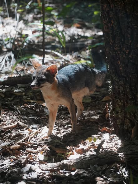 The Belize Zoo and Tropical Education Center tweet media