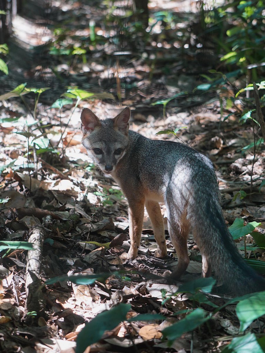 The Belize Zoo and Tropical Education Center tweet media