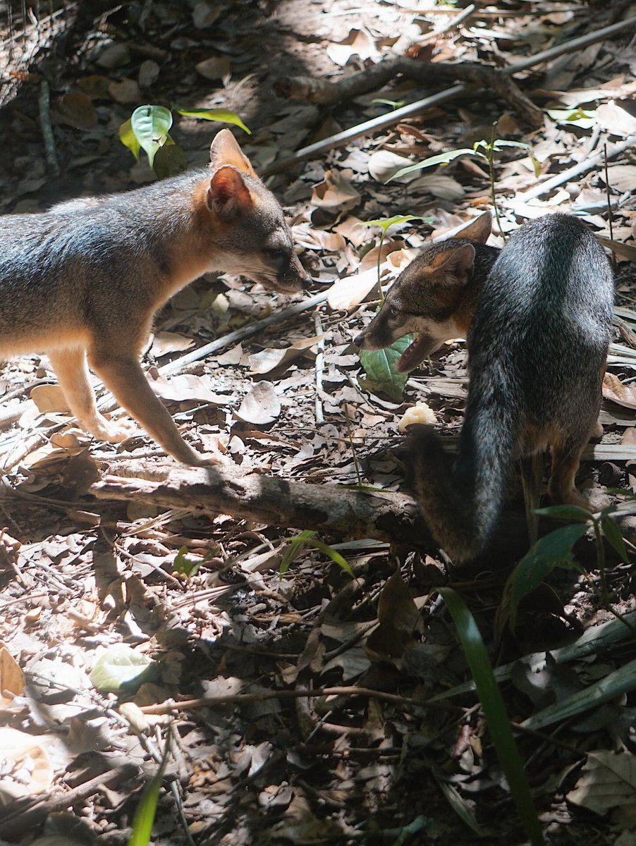 The Belize Zoo and Tropical Education Center tweet media