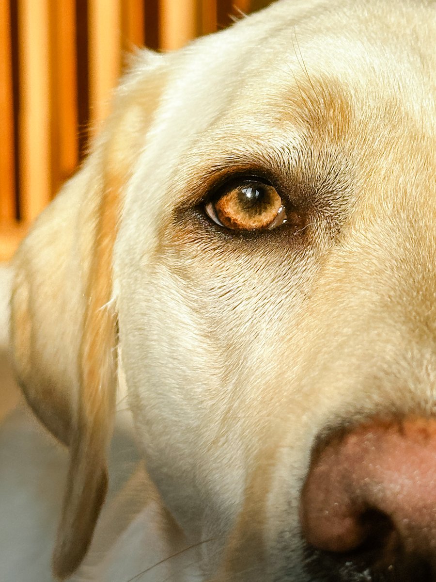 My Pet is rough on everything. Will the bowl stand up? The unit is designed to protect the detachable bowl. Normal Pets should not be able to detach the bowl. The design does not lend itself to chewing. perpetualwell.com/shop/