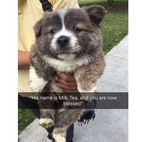 WholesomeMeme's tweet photo. https://t.co/AcWst7Mw3R
