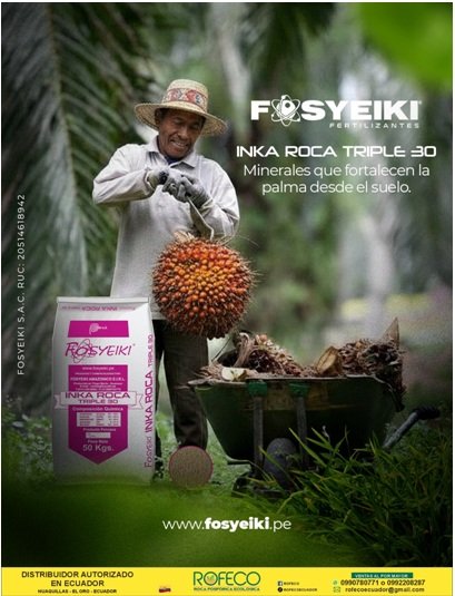 ROFECOECUADOR's tweet photo. 🌴🌱 INKA ROCA TRIPLE 30 en Palma Aceitera
Nutrición mineral natural para suelos más productivos

INKA ROCA TRIPLE 30 es una enmienda mineral natural de origen peruano que mejora la fertilidad del suelo y fortalece el desarrollo radicular de la palma.

Gracias a su alto contenido de calcio, fósforo, magnesio, azufre y silicio, contribuye a una mejor estructura del suelo, mayor absorción de nutrientes y plantas más vigorosas.

🌴 Beneficios en el cultivo de la palma aceitera:
✅ Mayor desarrollo radicular y mejor anclaje
✅ Plantas más vigorosas y uniformes
✅ Mejor aprovechamiento de nutrientes del suelo
✅ Mayor estabilidad productiva a lo largo del tiempo
✅ Ideal para suelos ácidos.
✅ Ayuda a reducir la fijación del P en suelos con exceso de aluminio.
✅ Eficiencia económica: Lo mejor de todas las enmiendas en una sola aplicación.