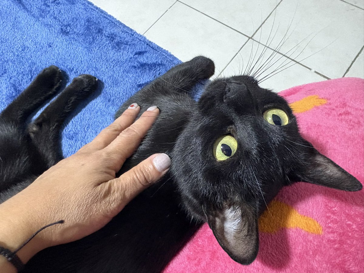 Adopta a Cali 🐈‍⬛🩷🐈‍⬛🩷
Ella es la más cariñosa, pero con humanos 🥰… deberá ser gathija única .Está esterilizada, desparasitada y vacunada.
📲si te interesa adoptarla escribe al 5564142756.
📍CDMX. <a href="/guerashome/">Imatis Burton</a> <a href="/RescateAnimal/">Rescate Animal</a> <a href="/Animales_CDMX/">AnimalesCDMX</a> <a href="/AdoptaCDMX/">AdoptaCDMX</a> <a href="/mascotasdifunde/">Difusión de mascotas</a>