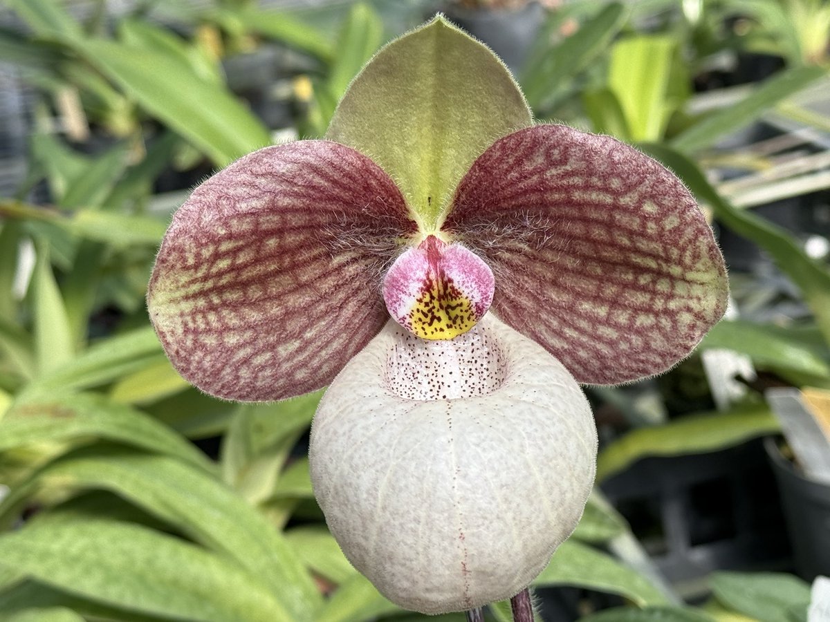 Paph. Micran Magic