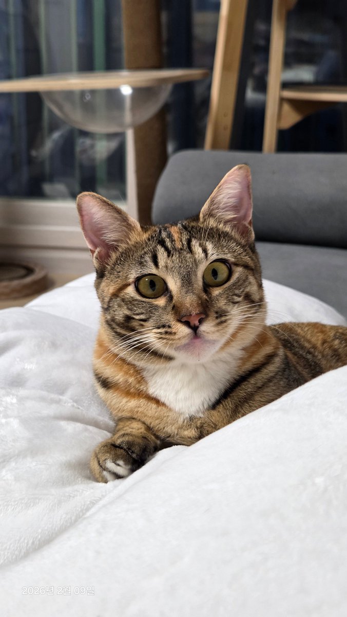 반려동물 연습생들에게 필요한 건 단 하나의 가족! 미래 가족들에게 소식이 닿을 수 있도록 입양홍보 트윗은 알티 무조건 알티 해주세여 제발요🙏🙏🙏
꼭 해 줘
°
       °
                 °