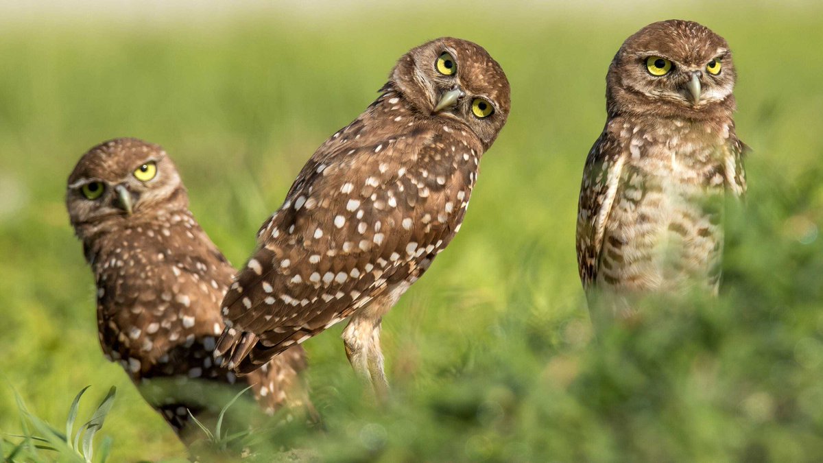 Owl Every Day (@owleveryday) on Twitter photo 