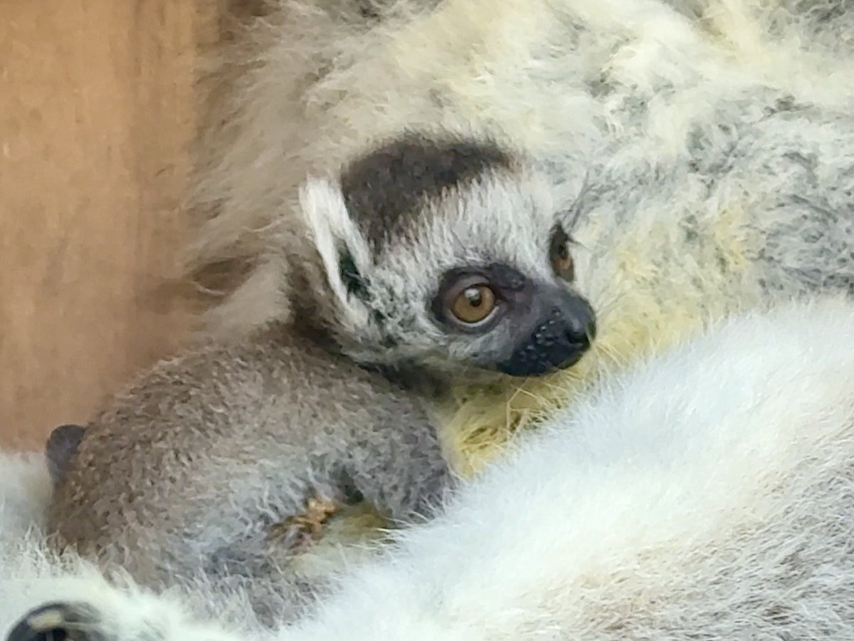 KhaokheowZoo's tweet image. สวนสัตว์เปิดเขาเขียว เปิดตัว “ลูกลีเมอร์หางแหวน” รับตรุษจีน–วาเลนไทน์ พร้อมกิจกรรม LOVE &amp;amp; HENG เสริมรัก เสริมเฮง

วันที่ 12 กุมภาพันธ์ 2569 นายณรงวิทย์ ชดช้อย ผู้อำนวยการสวนสัตว์เปิดเขาเขียว เปิดเผยว่า สวนสัตว์เปิดเขาเขียวต้อนรับเทศกาลตรุษจีนและวันวาเลนไทน์…