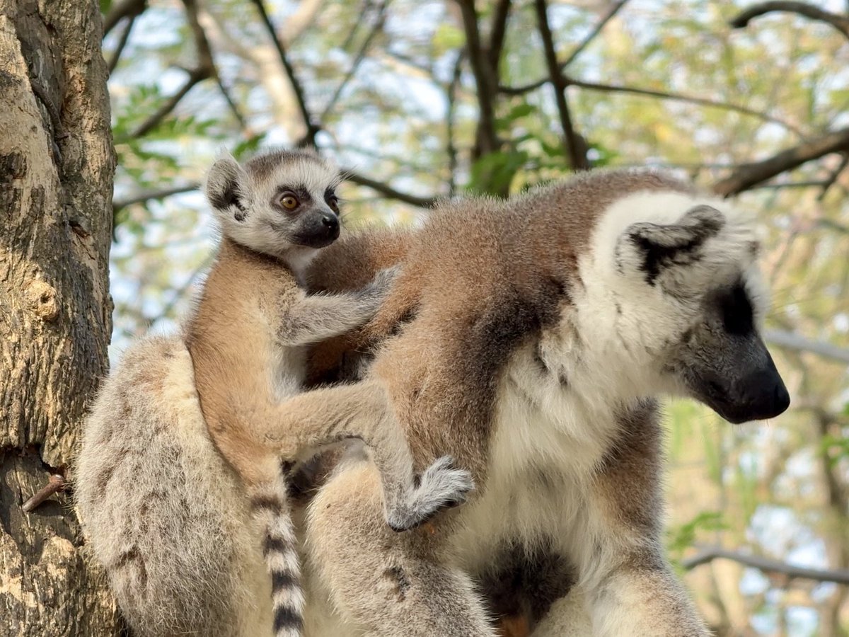 KhaokheowZoo's tweet image. สวนสัตว์เปิดเขาเขียว เปิดตัว “ลูกลีเมอร์หางแหวน” รับตรุษจีน–วาเลนไทน์ พร้อมกิจกรรม LOVE &amp;amp; HENG เสริมรัก เสริมเฮง

วันที่ 12 กุมภาพันธ์ 2569 นายณรงวิทย์ ชดช้อย ผู้อำนวยการสวนสัตว์เปิดเขาเขียว เปิดเผยว่า สวนสัตว์เปิดเขาเขียวต้อนรับเทศกาลตรุษจีนและวันวาเลนไทน์…