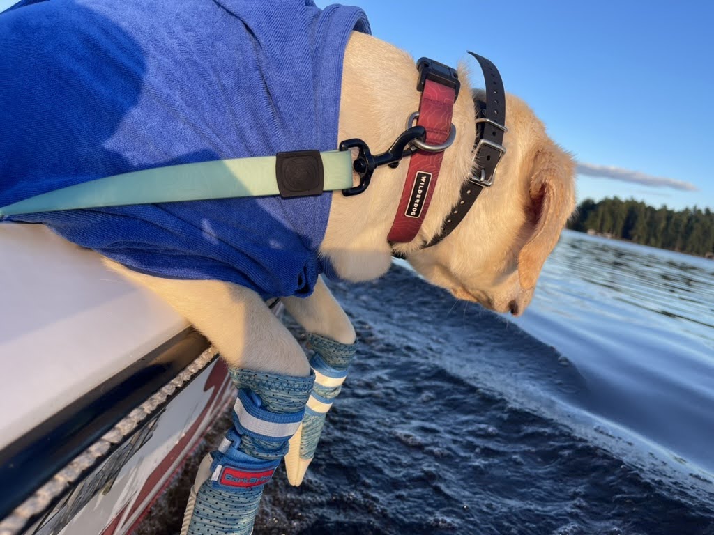 An empty bowl shouldn’t be part of a busy workday. The Perpetual Well keeps fresh water flowing, even when you’re not home. perpetualwell.com/shop/

#pet #watterbowl #dogmeme