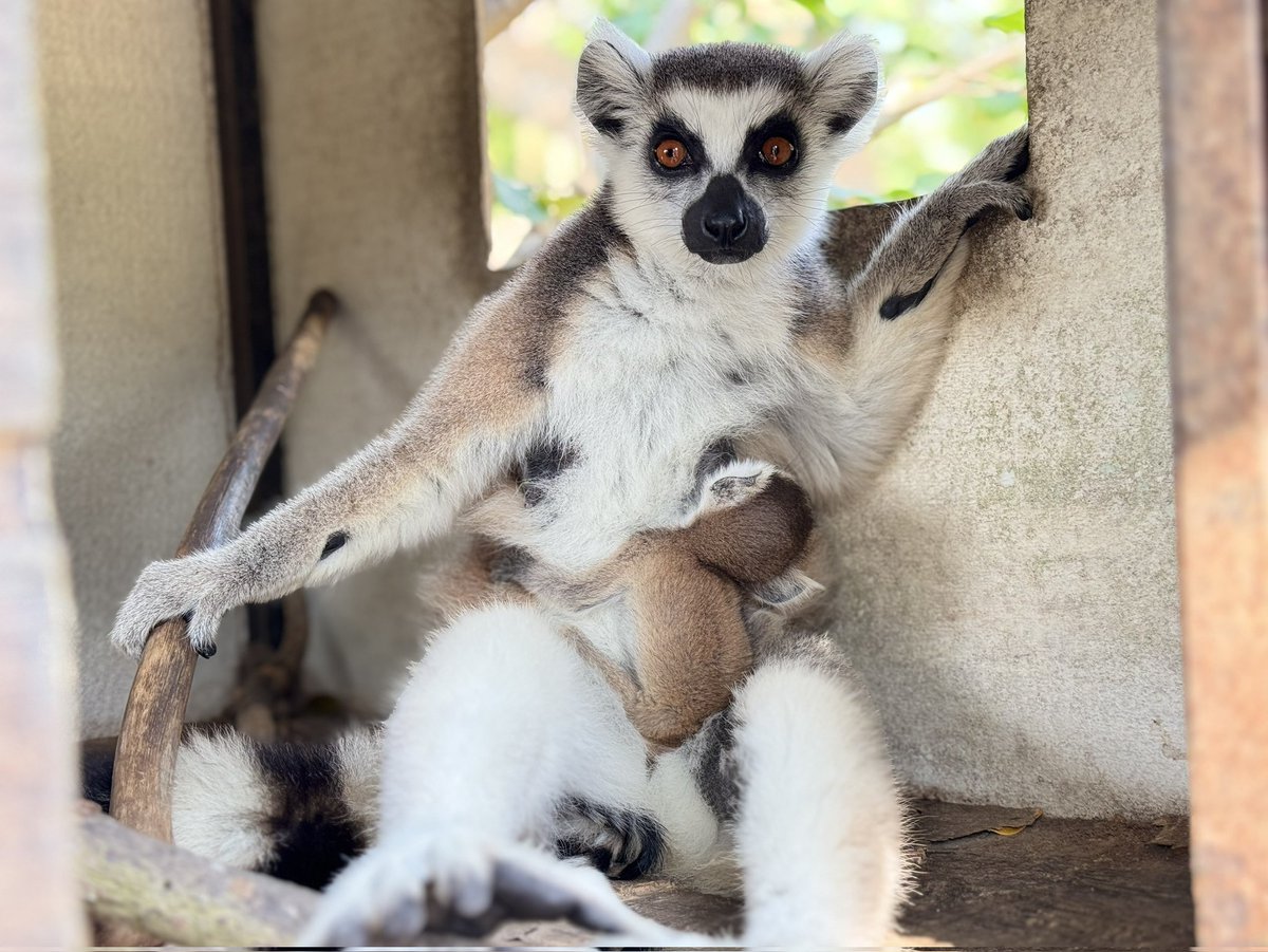 KhaokheowZoo's tweet image. สวนสัตว์เปิดเขาเขียว เปิดตัว “ลูกลีเมอร์หางแหวน” รับตรุษจีน–วาเลนไทน์ พร้อมกิจกรรม LOVE &amp;amp; HENG เสริมรัก เสริมเฮง

วันที่ 12 กุมภาพันธ์ 2569 นายณรงวิทย์ ชดช้อย ผู้อำนวยการสวนสัตว์เปิดเขาเขียว เปิดเผยว่า สวนสัตว์เปิดเขาเขียวต้อนรับเทศกาลตรุษจีนและวันวาเลนไทน์…