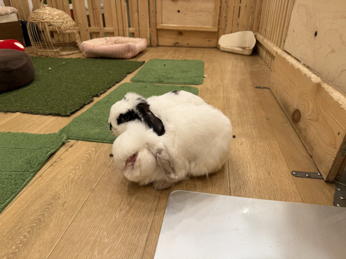 本日12:00オープン致しました❗️

本日もオープンよりむぎゅっと過ごす"もぎロジャー"です✨

1日中ほぼこうして過ごしています☺️

本日も皆様のご来店をお待ちしております！
moff-rell.com
#うさぎ #うさぎカフェ