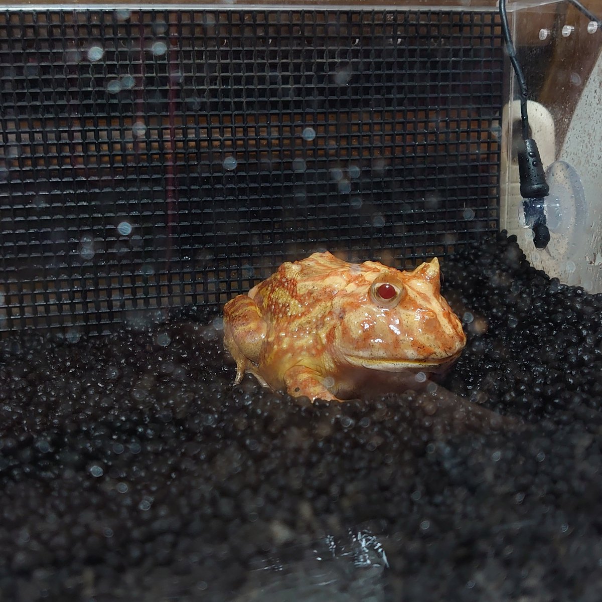 めぐしぃ🐢🦆 tweet media